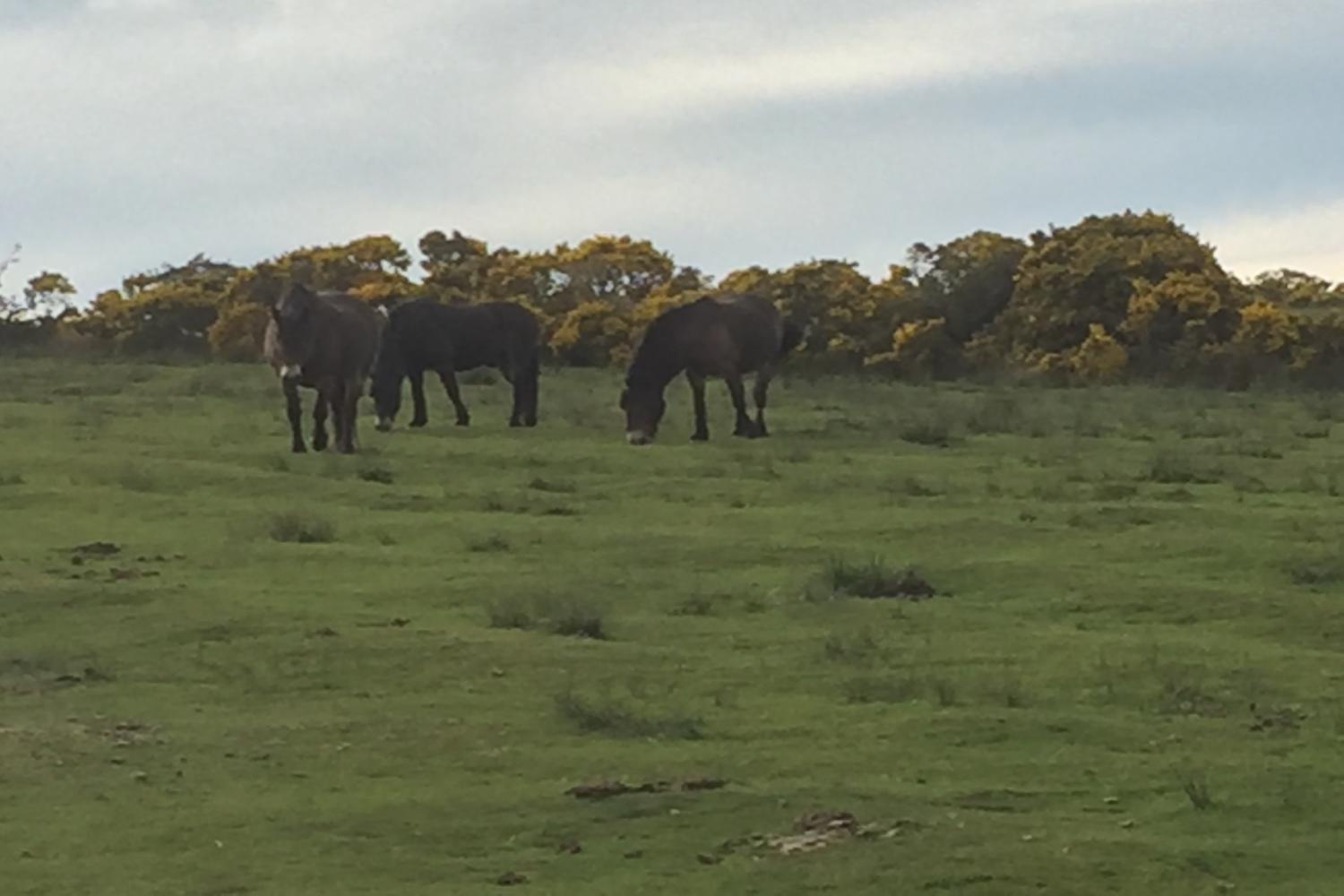 Native Exmoor Ponies