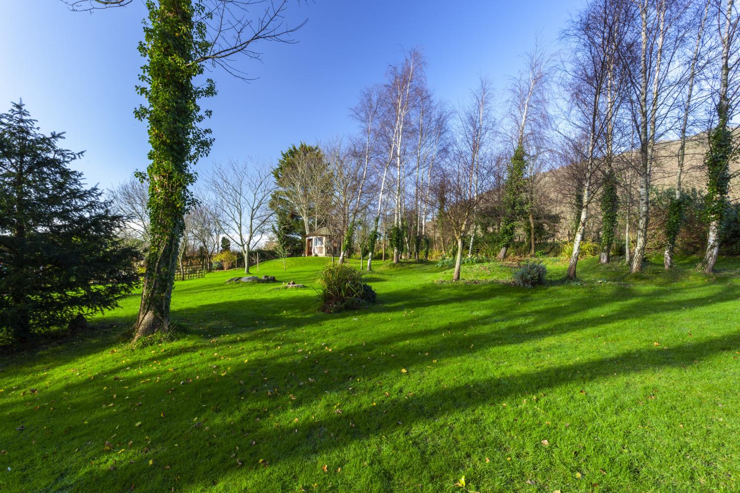 Woodland garden.