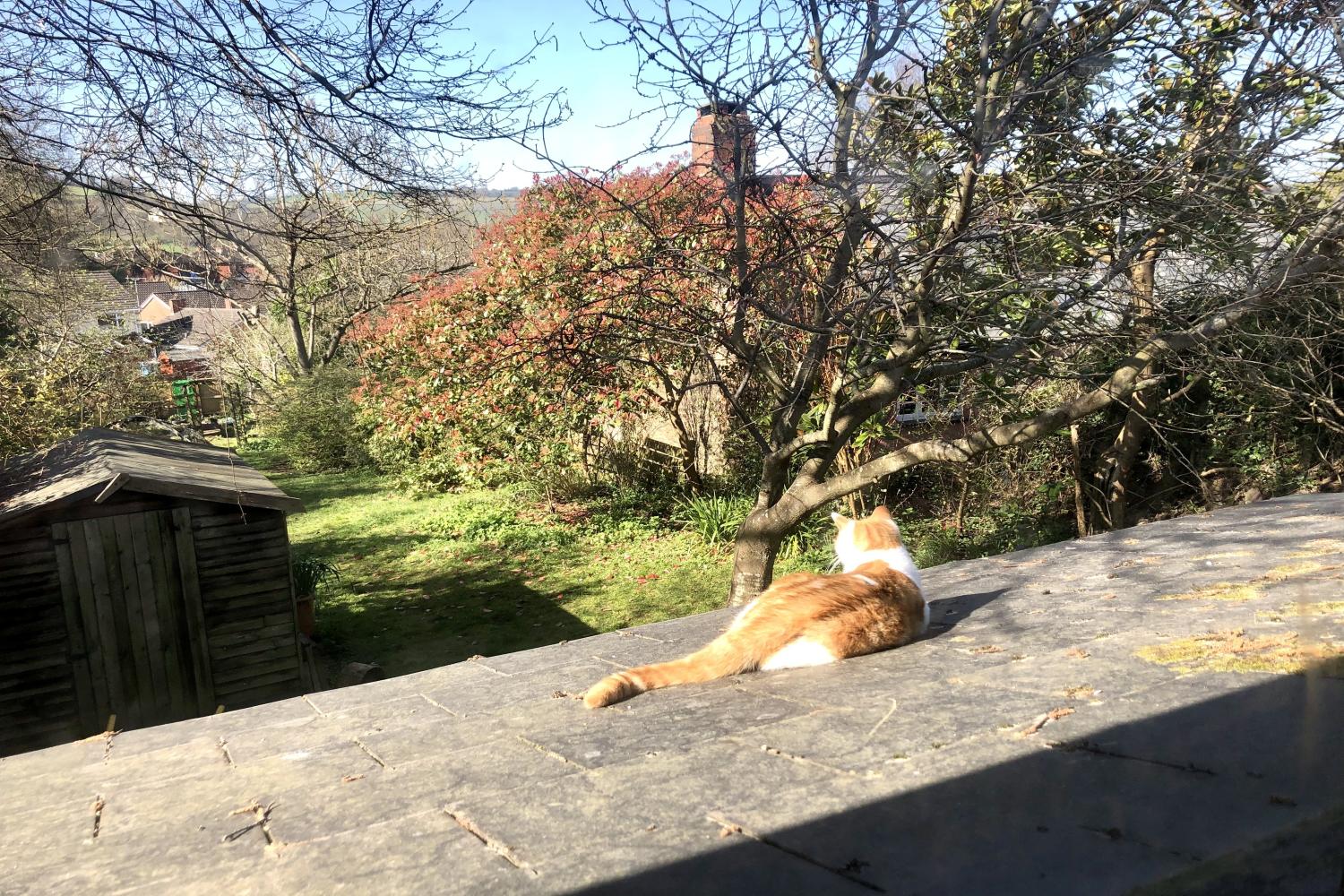 View down the garden from the upstairs window, enjoyed by Tom the cat.