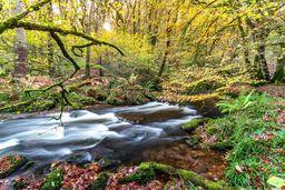 Private woods at West Hollowcombe