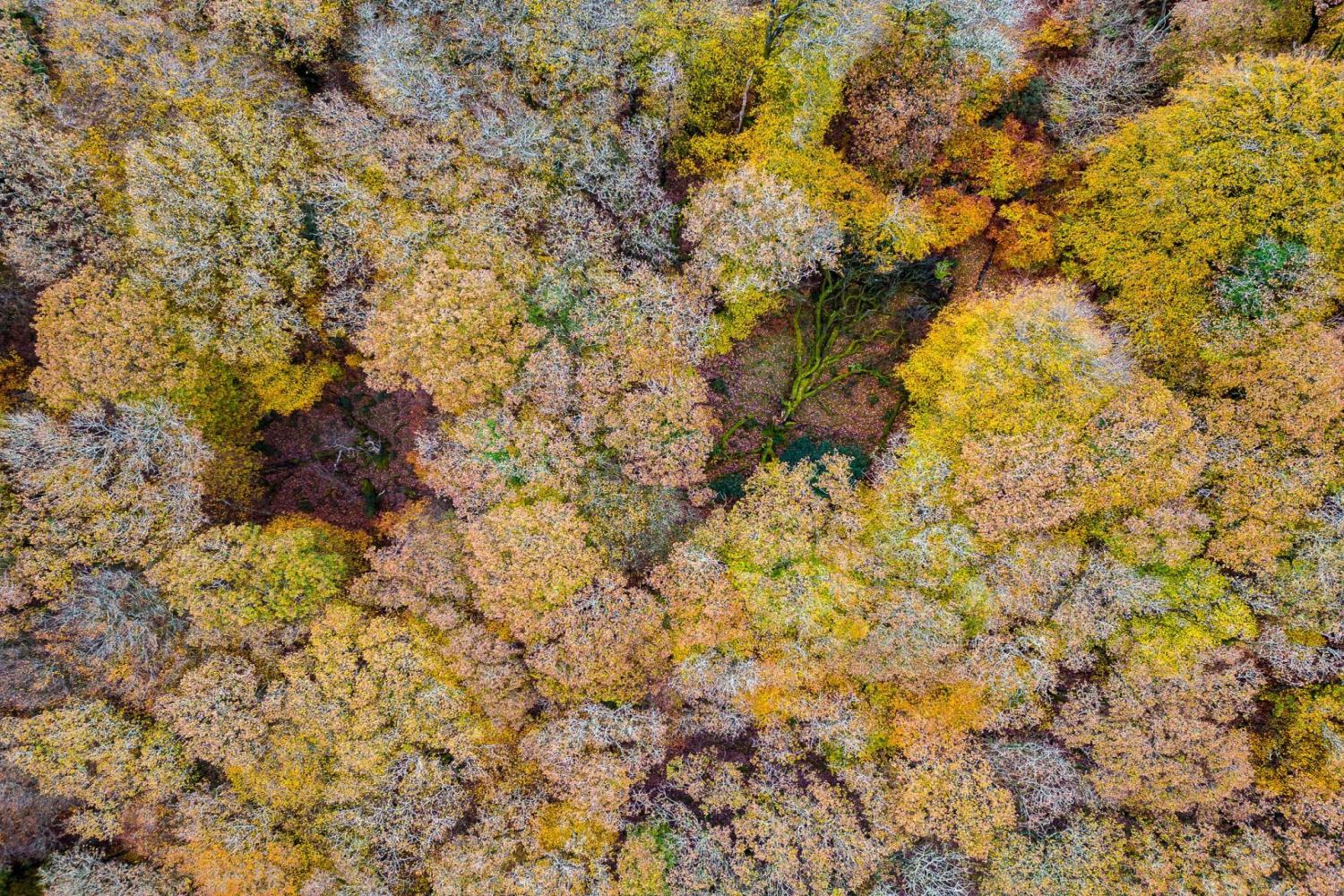 West Hollowcombe woods