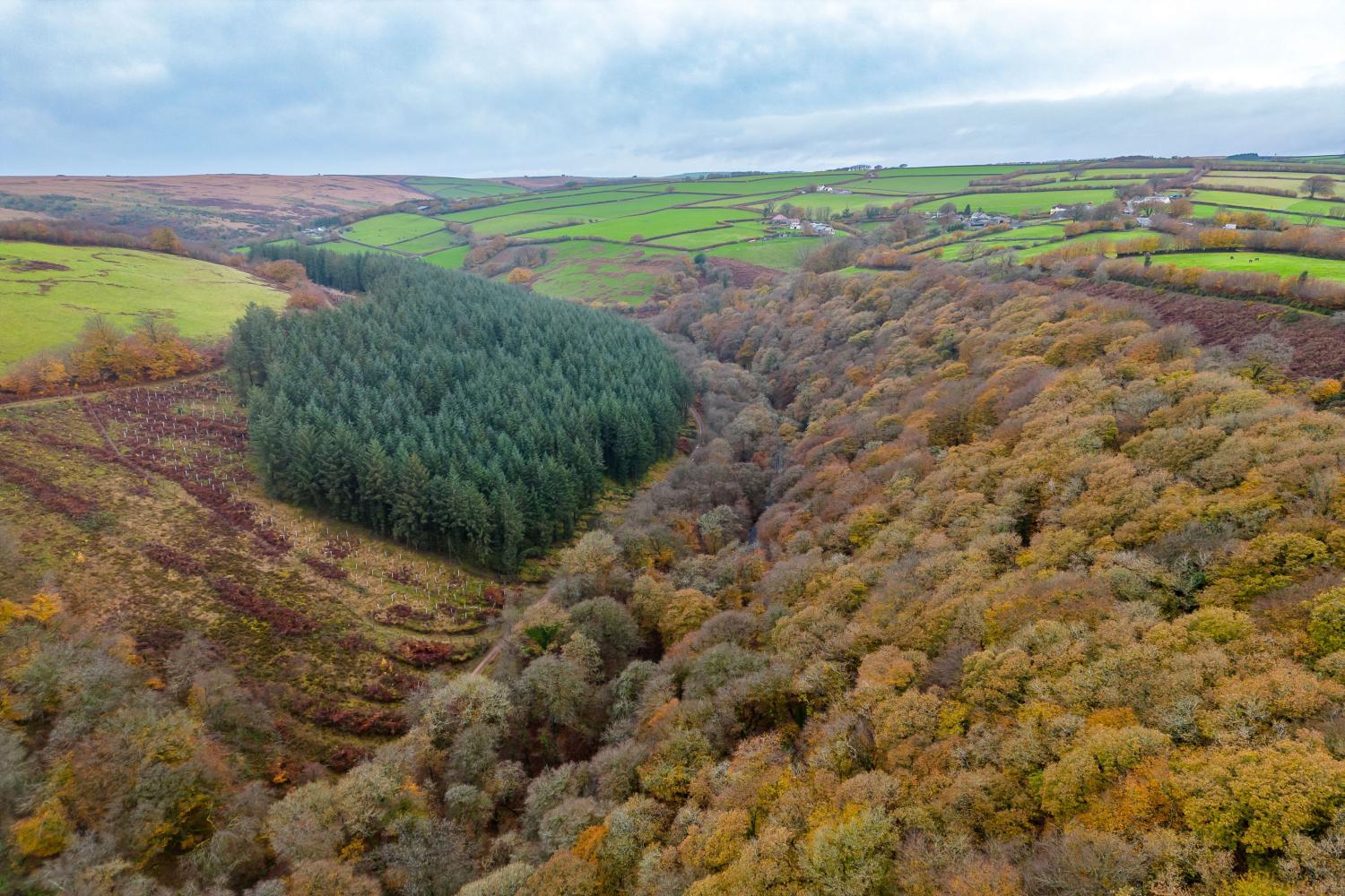 Private woodland at West Hollowcombe