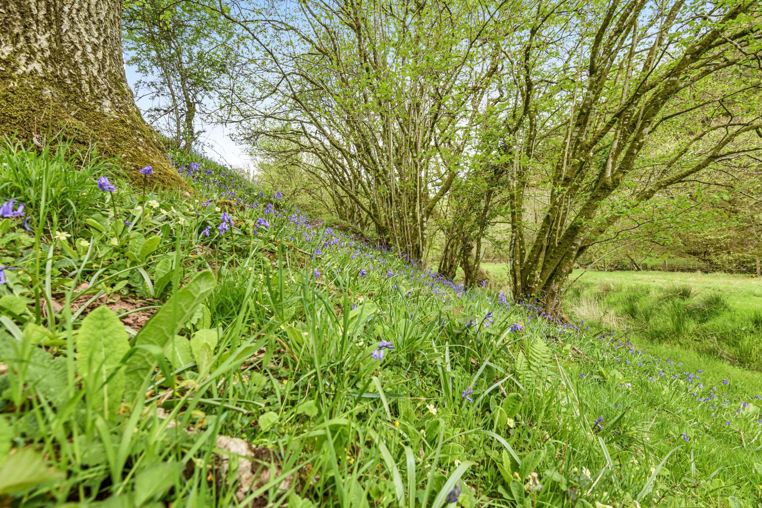 West Hollowcombe in spring