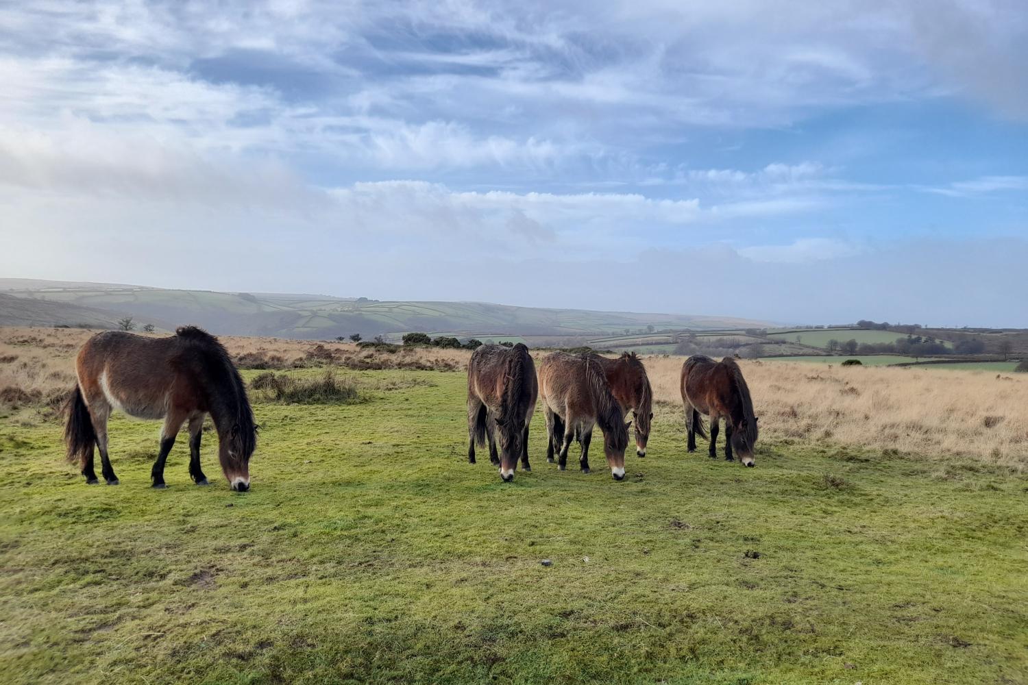 The famous Exmoor Ponies, on Winsford Hill.