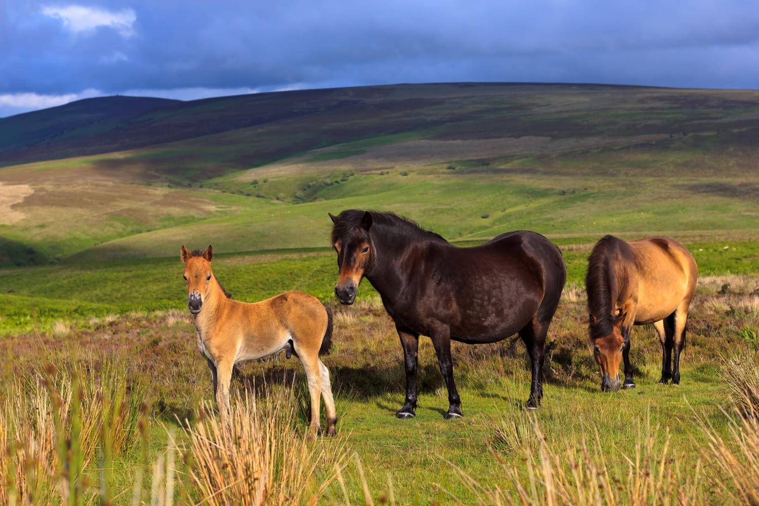 Exmoor Ponies only a short drive away