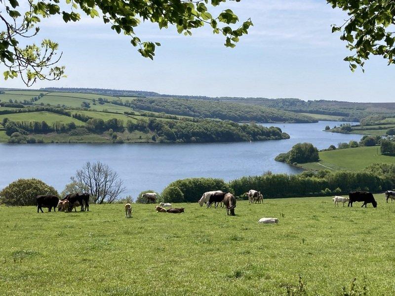 Views of Wimbleball lake and our cows from the top of the farm